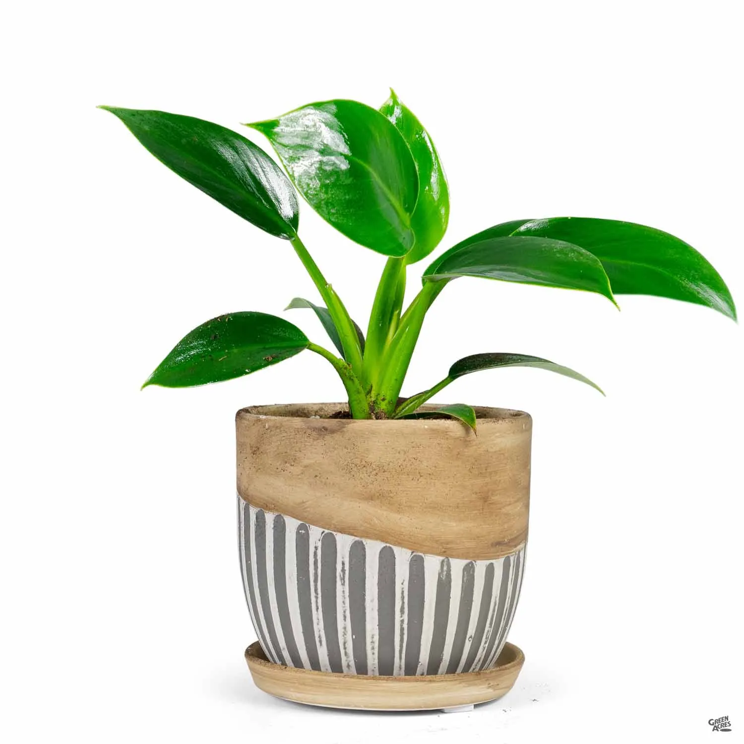 Alise Planter